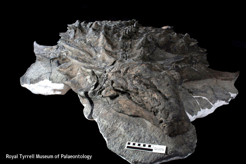 顔の皮膚がそのままの状態で残っている保存状態の良い恐竜の化石を発見