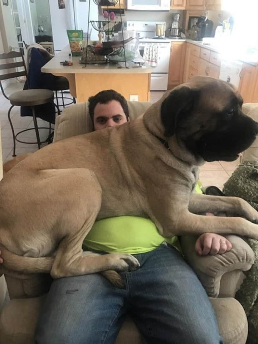 big-puppy12_e