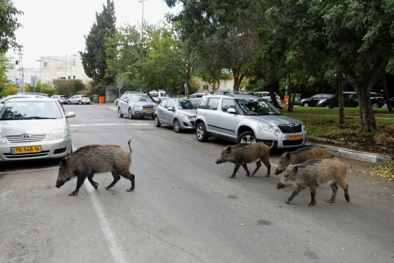 奈良の鹿のよう イノシシが街中どこにでもいる イスラエル ハイファの都市 カラパイア 奈良の鹿のよう イノシシが街中どこにでもいる イスラエル ハイファの都市 カラパイア