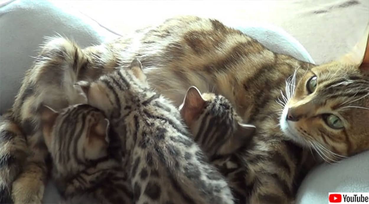 子猫と会話しながら子育てをする猫母さんの奮闘記 カラパイア 子猫と会話しながら子育てをする猫母さんの奮闘記 カラパイア