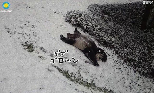 パンダだって雪が好き！ヘソ天で雪滑りを満喫するよ