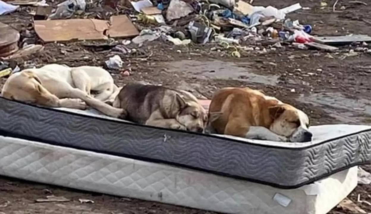 ゴミ捨て場で友情をはぐくんだ3匹の犬の再会物語