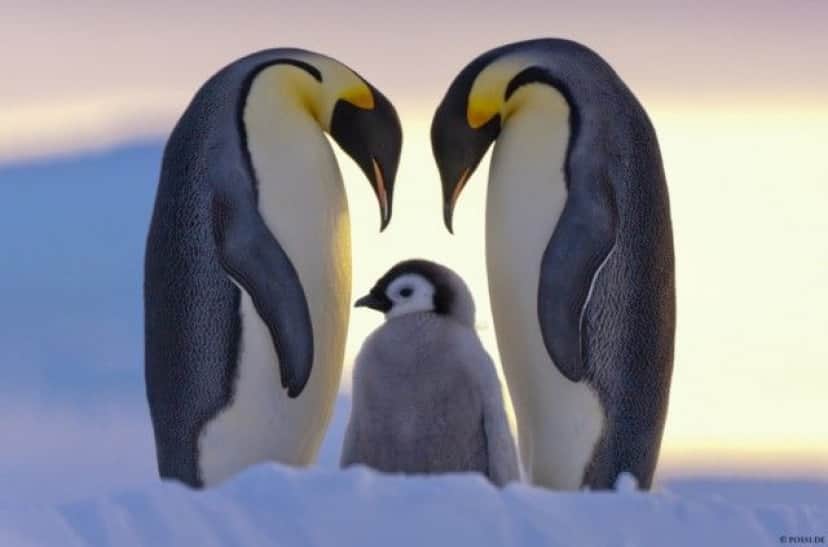 cuteanimals6_e