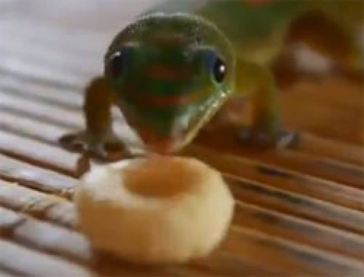 ヤモリの朝は チェリオスを食べることからはじまる ペロペロ カラパイア ヤモリの朝は チェリオスを食べることからはじまる ペロペロ カラパイア
