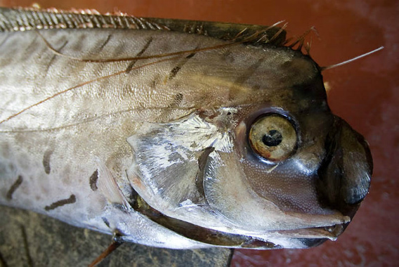 奇跡の深海魚 リュウグウノツカイ のルックスはやっぱ凄い カラパイア