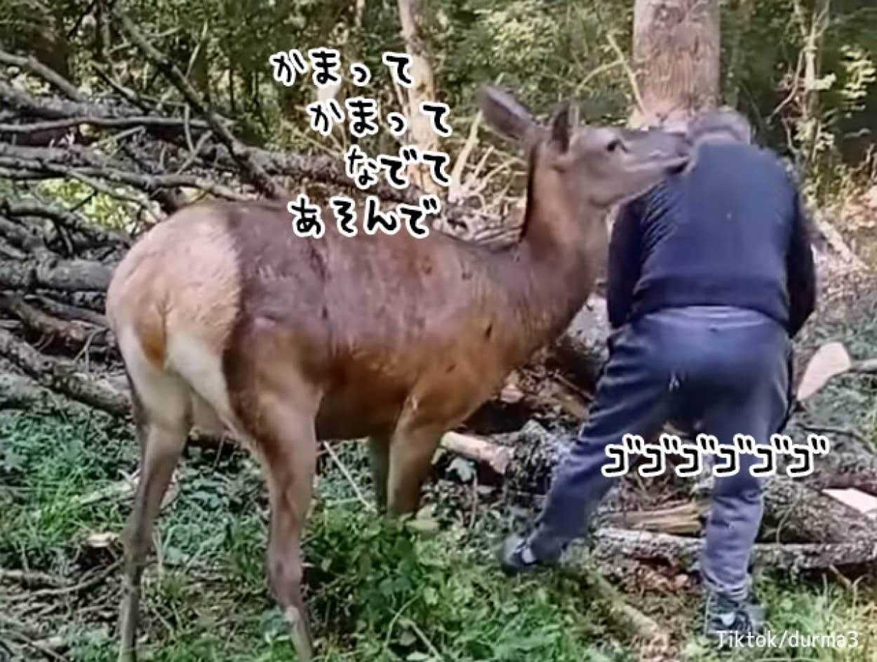 かまって鹿