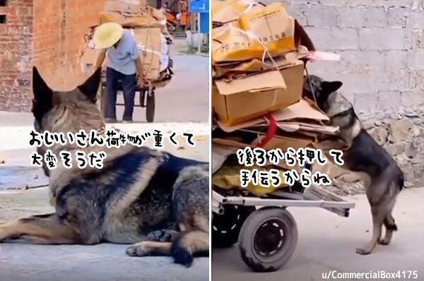 心ポカポカ。荷車を引くおじいさんを助けようと後ろから押して手伝う犬