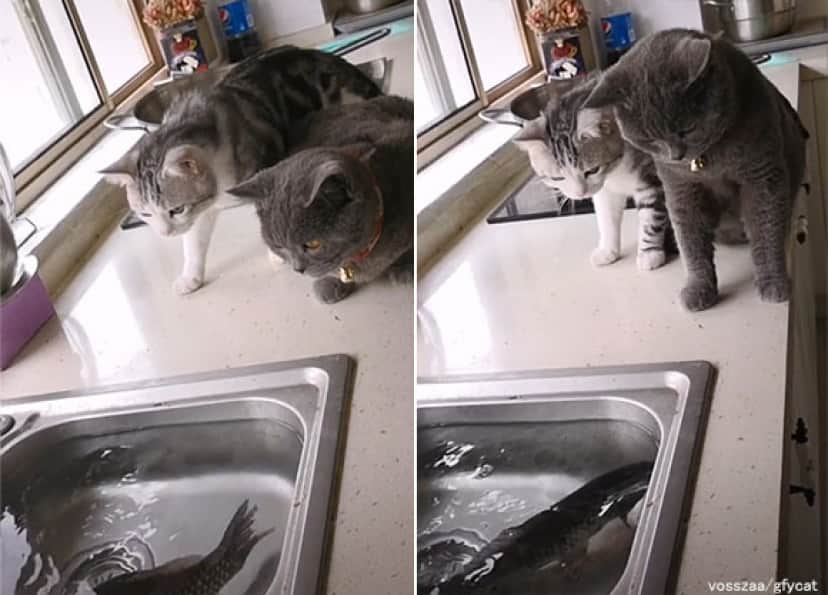 猫2匹 Vs 魚1匹 その結末は カラパイア 猫2匹 Vs 魚1匹 その結末は カラパイア