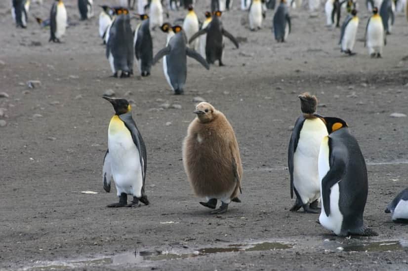 penguins-1907047_640
