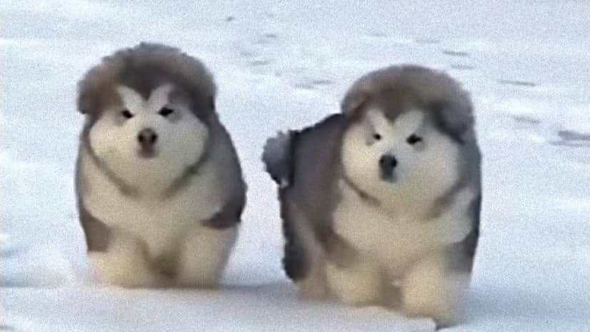 ころころころりん みんな元気に走り回るよ モコモコまんまるアラスカンマラミュートの子犬たち カラパイア ころころころりん みんな元気に走り回るよ モコモコまんまるアラスカンマラミュートの子犬たち カラパイア