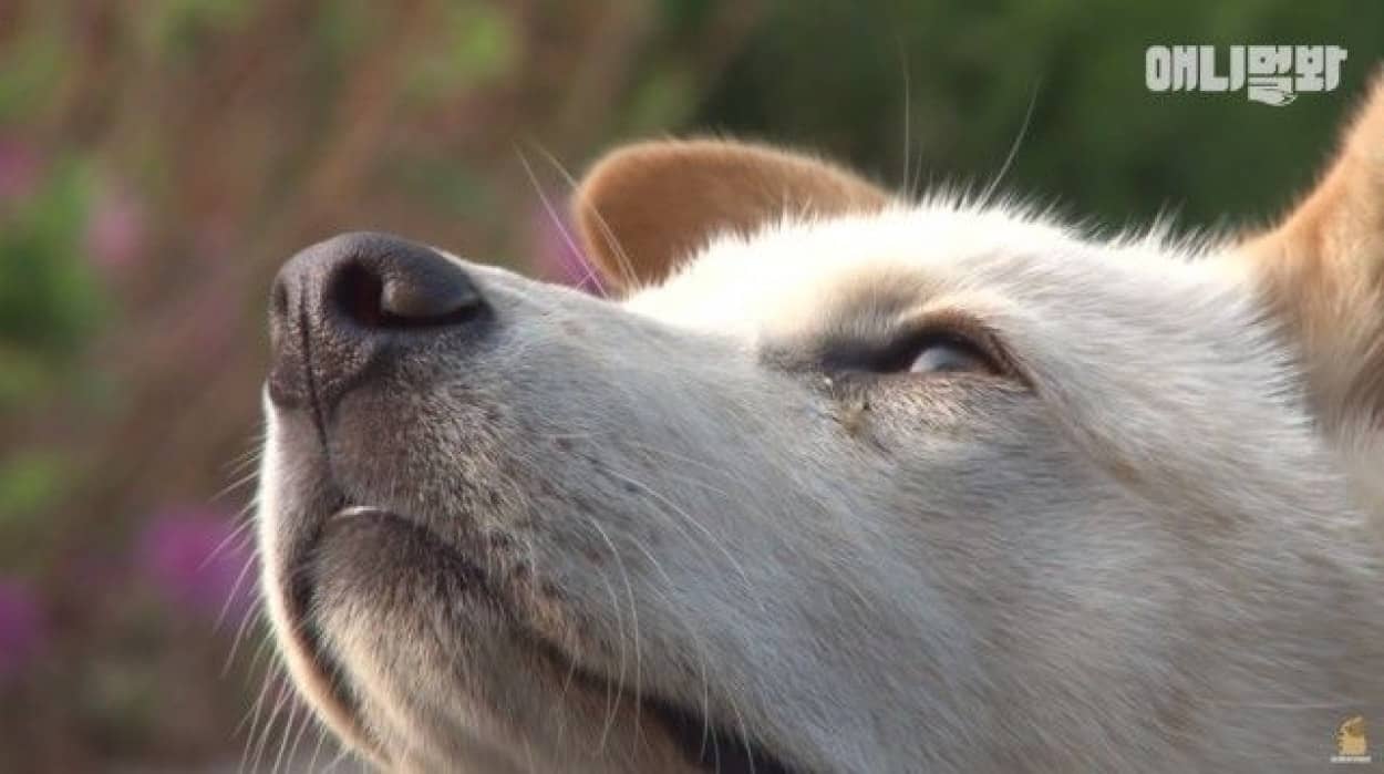 人間の大人が怖い 飼い主との距離をキープし続ける犬 カラパイア 人間の大人が怖い 飼い主との距離をキープし続ける犬 カラパイア