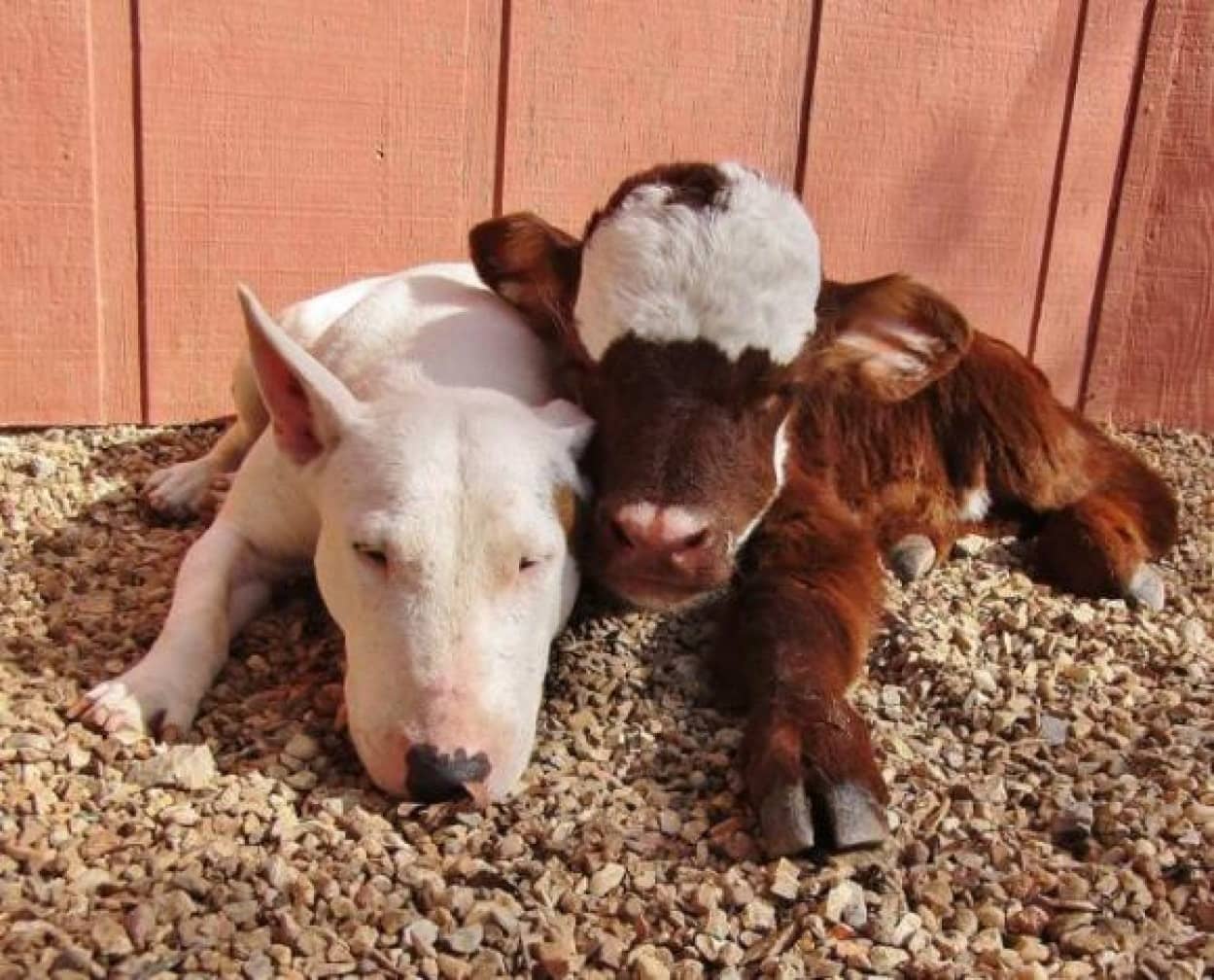 ミニチュア牛 犬と親友になった結果犬化が進む 牛である事実をすっかり失念 自分犬やし カラパイア ミニチュア牛 犬と親友になった結果犬化が進む 牛である事実をすっかり失念 自分犬やし カラパイア