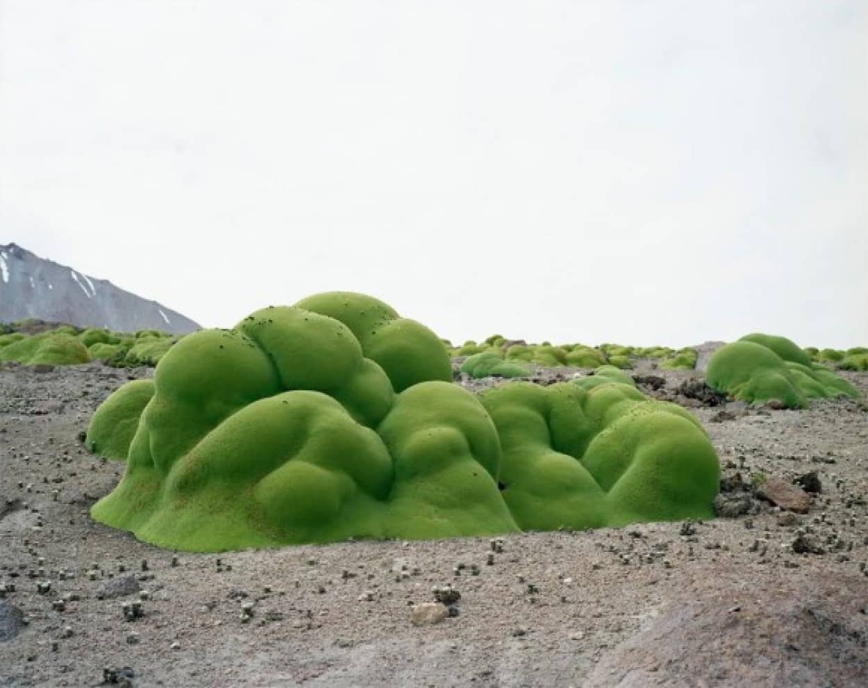 植物には到底かなわない 数千年から数万年も生き抜いている生きている 地球で最も長生きな10の植物 カラパイア
