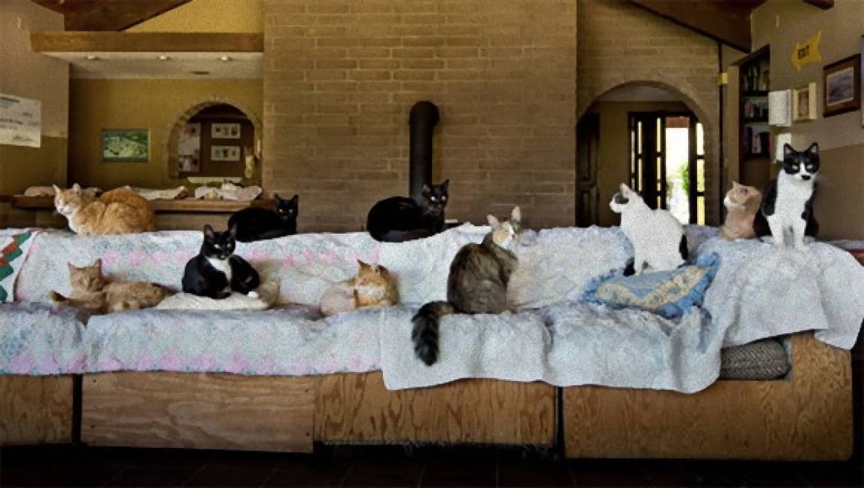 世界最大の猫の聖地 2万匹以上の猫を救った殺さない避難所 キャットハウス オン ザ キングス カラパイア 世界最大の猫の聖地 2万匹以上の猫を救った殺さない避難所 キャットハウス オン ザ キングス カラパイア