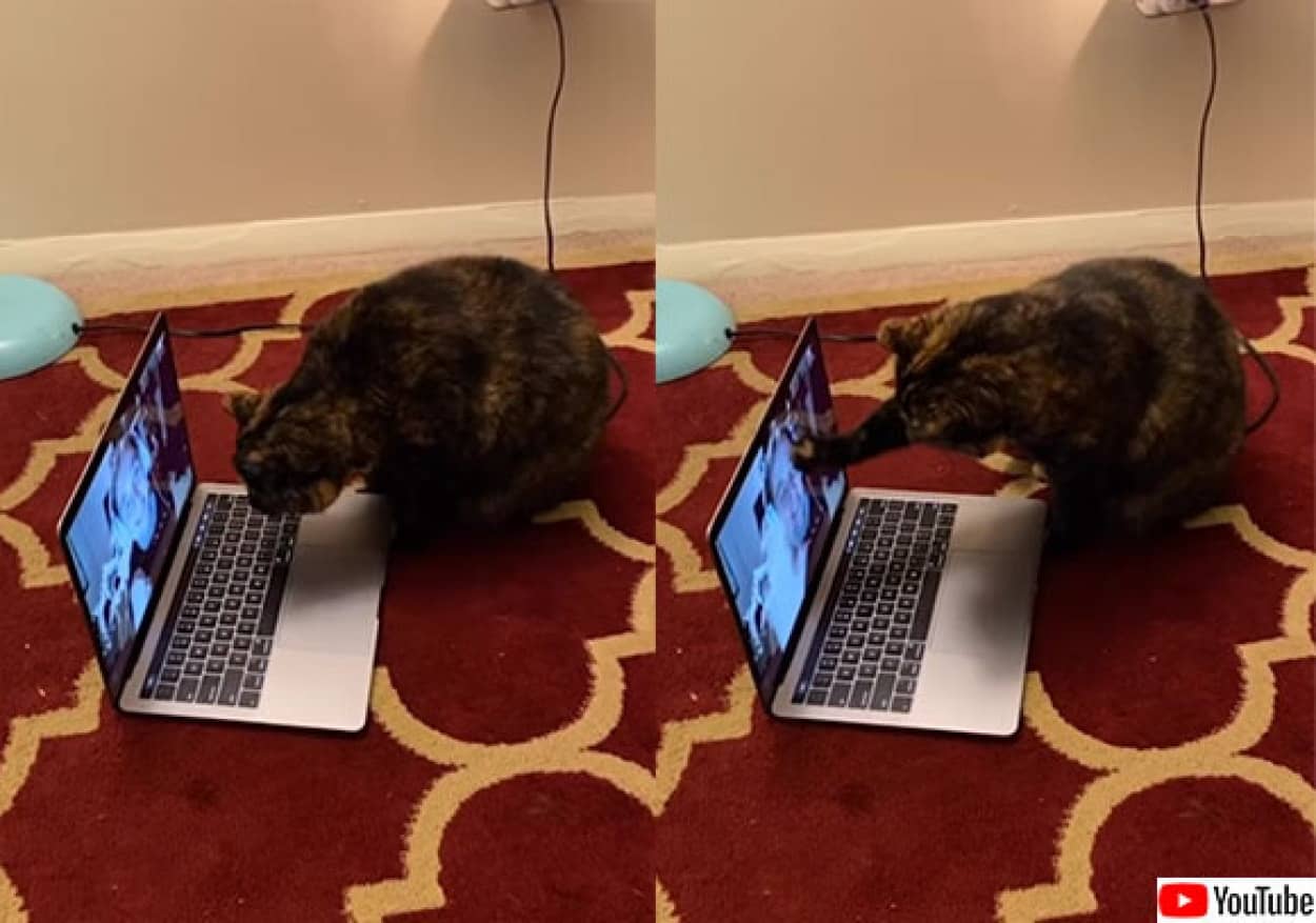 離れて暮らす飼い主女性が猫とスカイプでビデオチャット その反応が可愛すぎる カラパイア