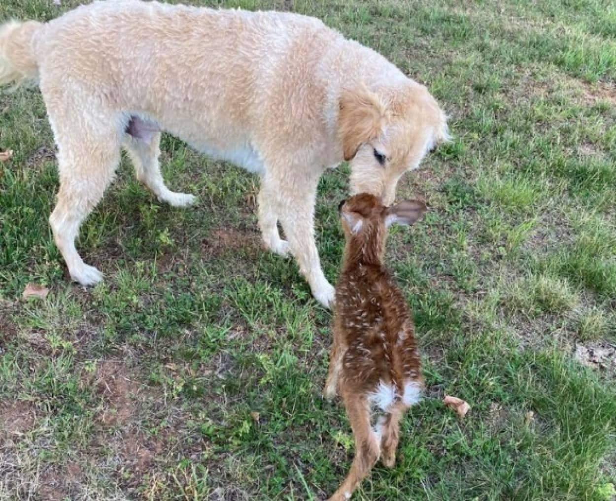 溺れそうな子鹿を救った犬の元へ、母鹿と子鹿が会いに来る