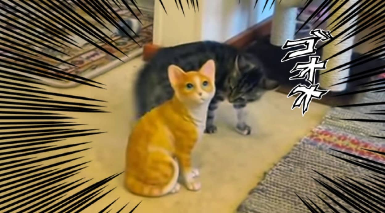 フュージョンではない これは戦いである 1匹の不動猫に戦いを挑む猫 カラパイア フュージョンではない これは戦いである 1匹の不動猫に戦いを挑む猫 カラパイア