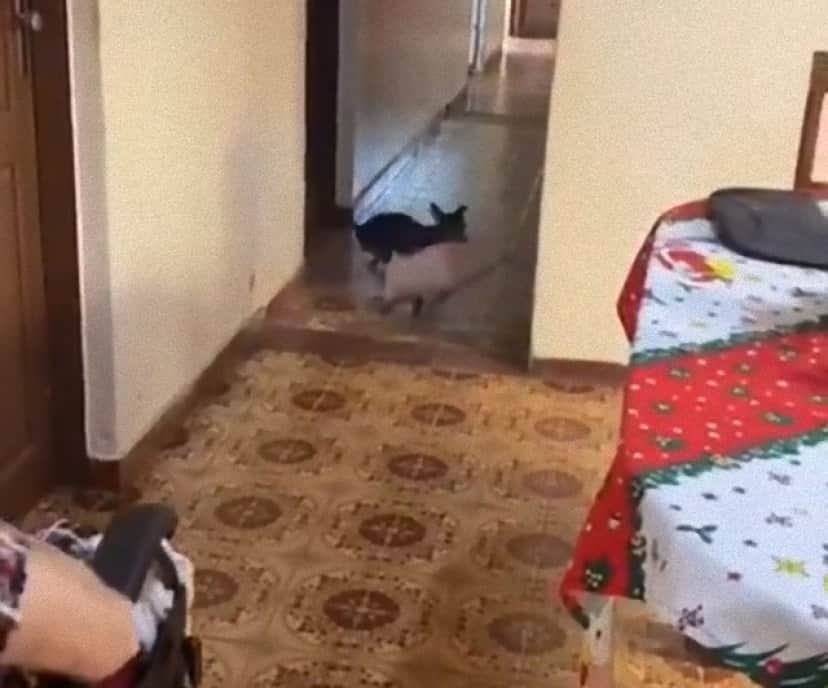 車椅子のおばあさんを気遣う犬の愛情