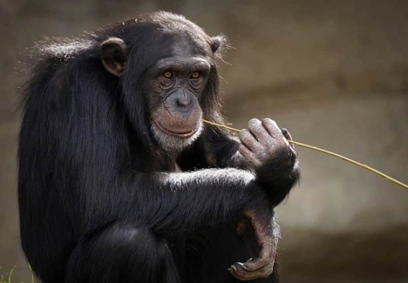 monkey-3703230_640_e