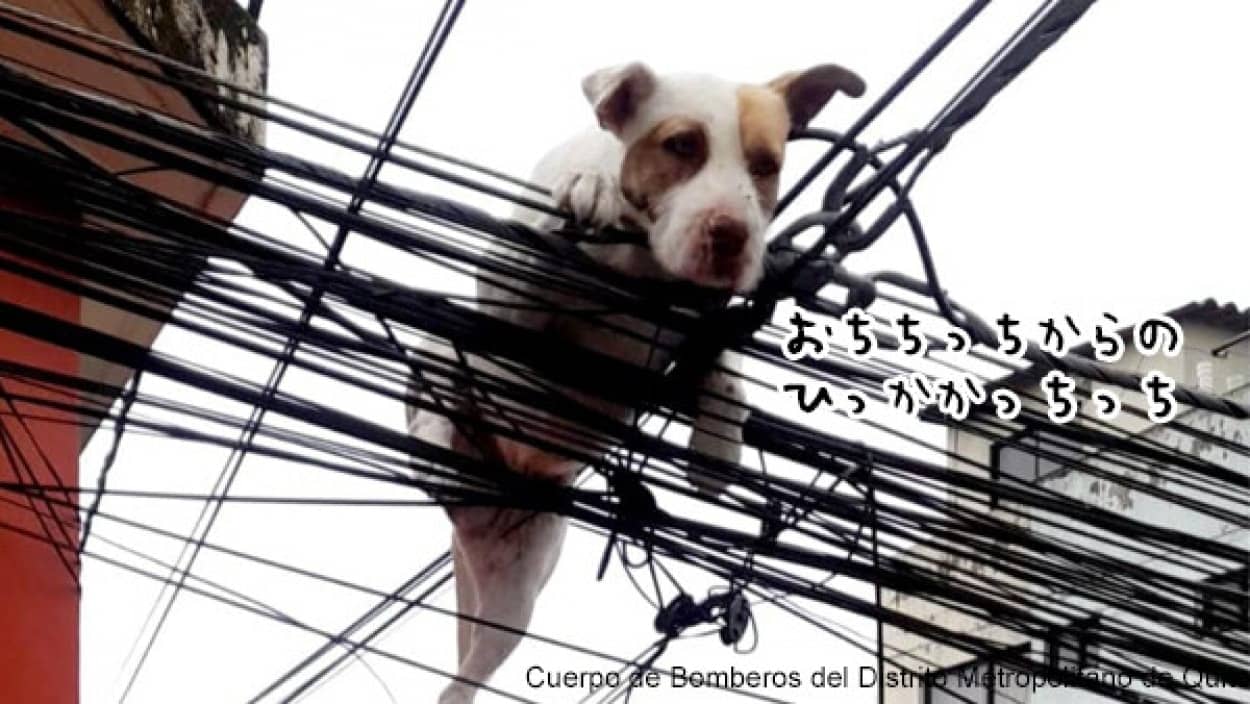 屋上から降り電線に引っかかった犬が無事救出
