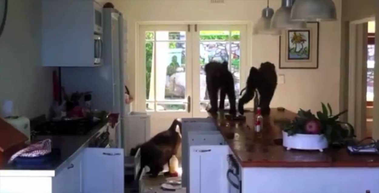 週末 別宅に行ってみたらヒヒ軍団が空き巣に入ってる真っ最中だった カラパイア 週末 別宅に行ってみたらヒヒ軍団が空き巣に入ってる真っ最中だった カラパイア