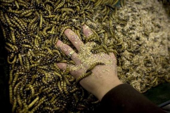 mealworms_not_just_640_04