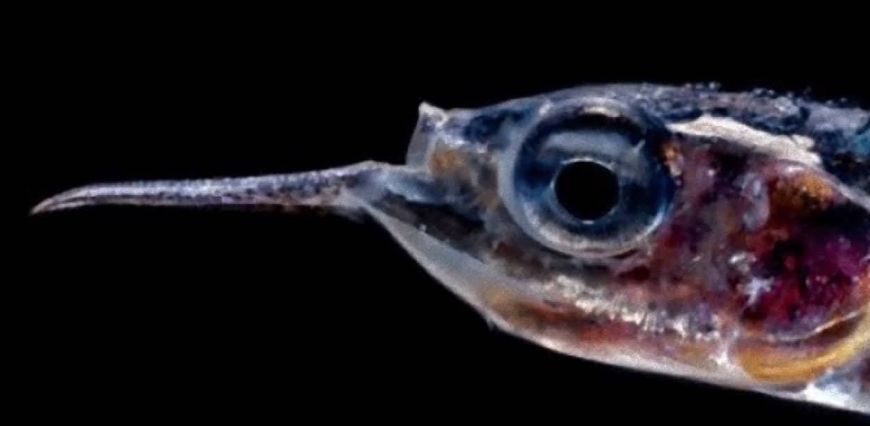 深海魚ラッシュ 海の中深海層にはこれまでの予想の10倍を超える魚がいる可能性 オーストラリア研究 カラパイア 深海魚ラッシュ 海の中深海層にはこれまでの予想の10倍を超える魚がいる可能性 オーストラリア研究 カラパイア