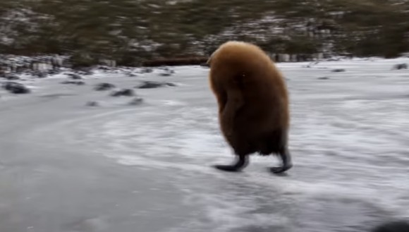 ラスボス感がすごいけどヒナだから 独り立ちする気マンマンのキングペンギンの子 我が道を行く カラパイア