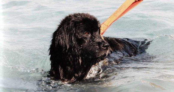 Water_rescue_dog_Italy_Sics_05_e