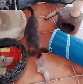 脱走に次ぐ脱走 子猫のベビーシッター犬は猫あつめに大忙しでひっちゃかめっちゃか カラパイア 脱走に次ぐ脱走 子猫のベビーシッター犬は猫あつめに大忙しでひっちゃかめっちゃか カラパイア