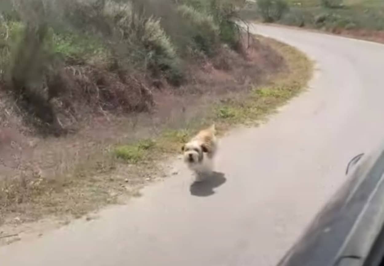 山に捨てられた犬、通りすがりの車を必死で追いかけ続け、新たなる家族を得る