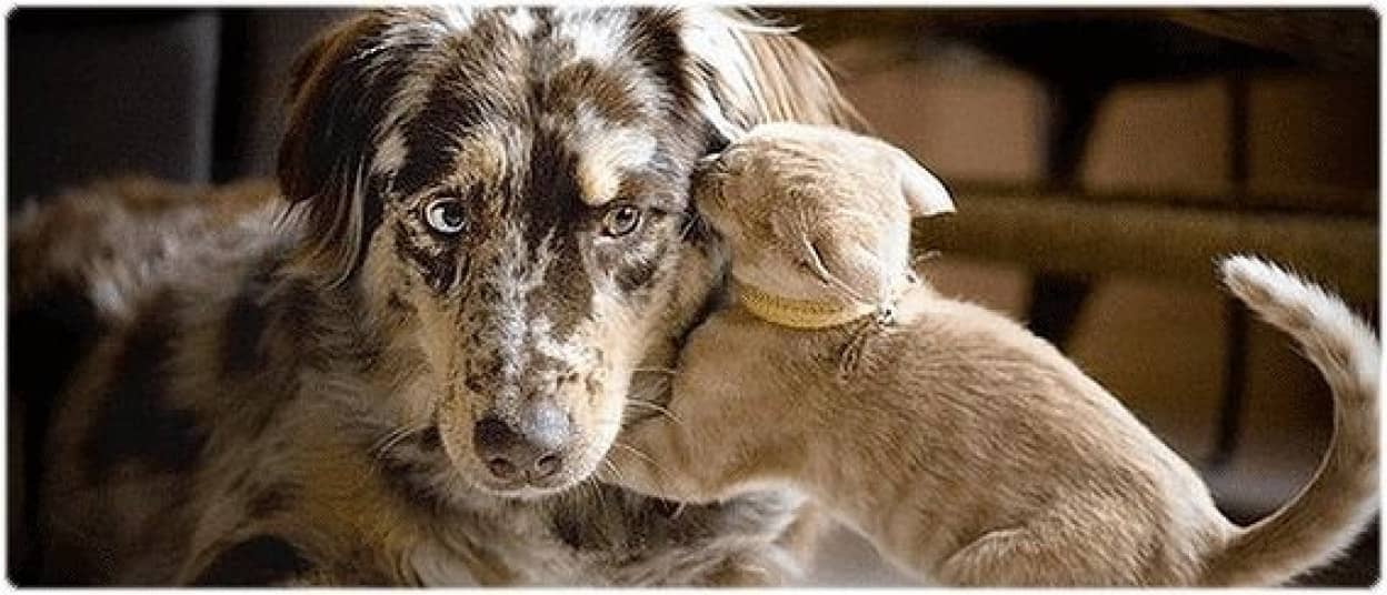 猫が犬に 犬が猫に ごにょごにょっと内緒話 作戦会議な画像特集 カラパイア