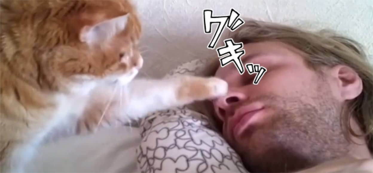こんな目覚ましが欲しかった 飼い主を起こす目覚まし猫たちの映像総集編 カラパイア