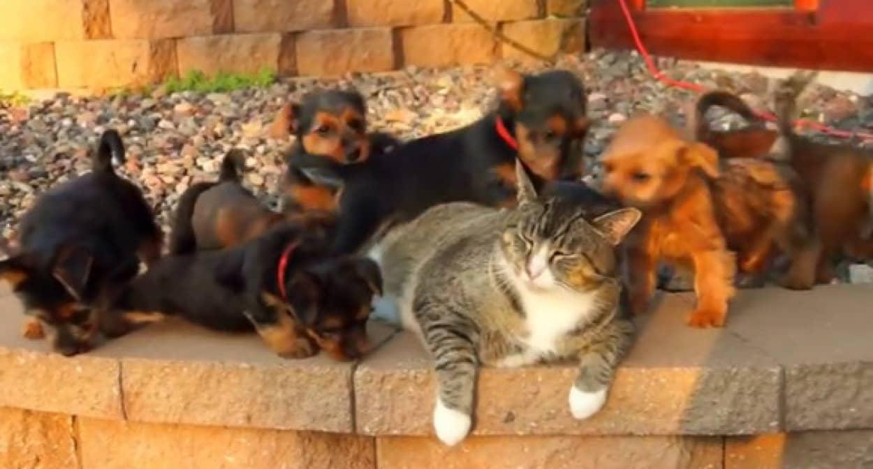 子犬の大群におもちゃにされても全く動じない猫のいる風景 カラパイア