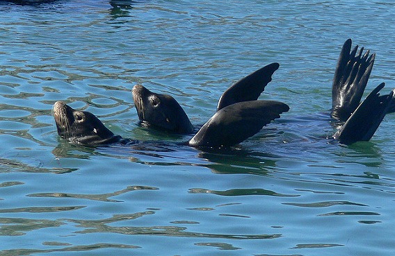 synchronized swimming animals 9