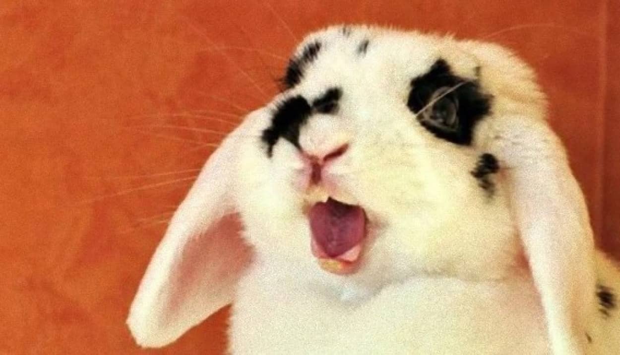 不覚にももらいあくび ウサギのあくび 画像と動画 カラパイア 不覚にももらいあくび ウサギのあくび 画像と動画 カラパイア