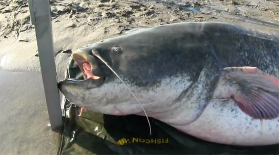 巨大淡水魚ロマンシリーズ 全長約3メートルのナマズがイタリアで釣り上げられる カラパイア