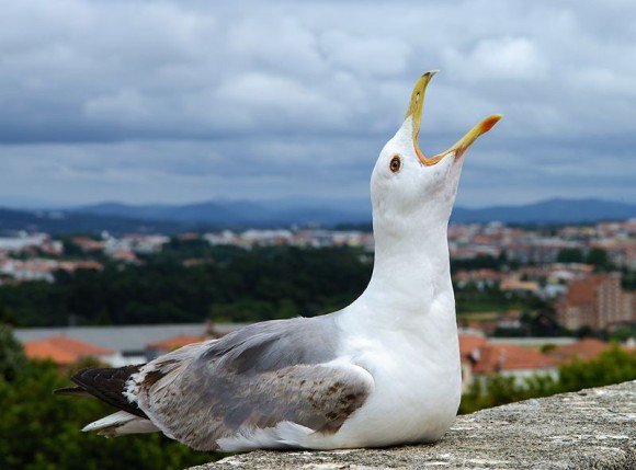 鳥のヒナは卵の中からお互いにコミュニケーションをとっていることが判明 スペイン研究 カラパイア 鳥のヒナは卵の中からお互いにコミュニケーションをとっていることが判明 スペイン研究 カラパイア