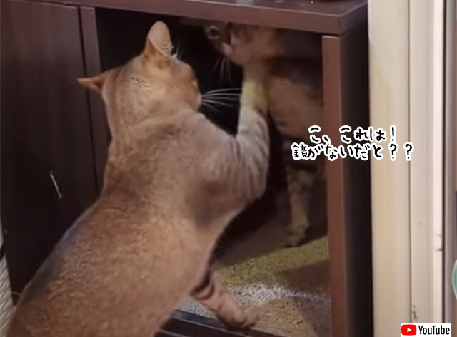 猫の術にはまってしまったようだ。鏡があるようにしか見えない超絶シンクロ