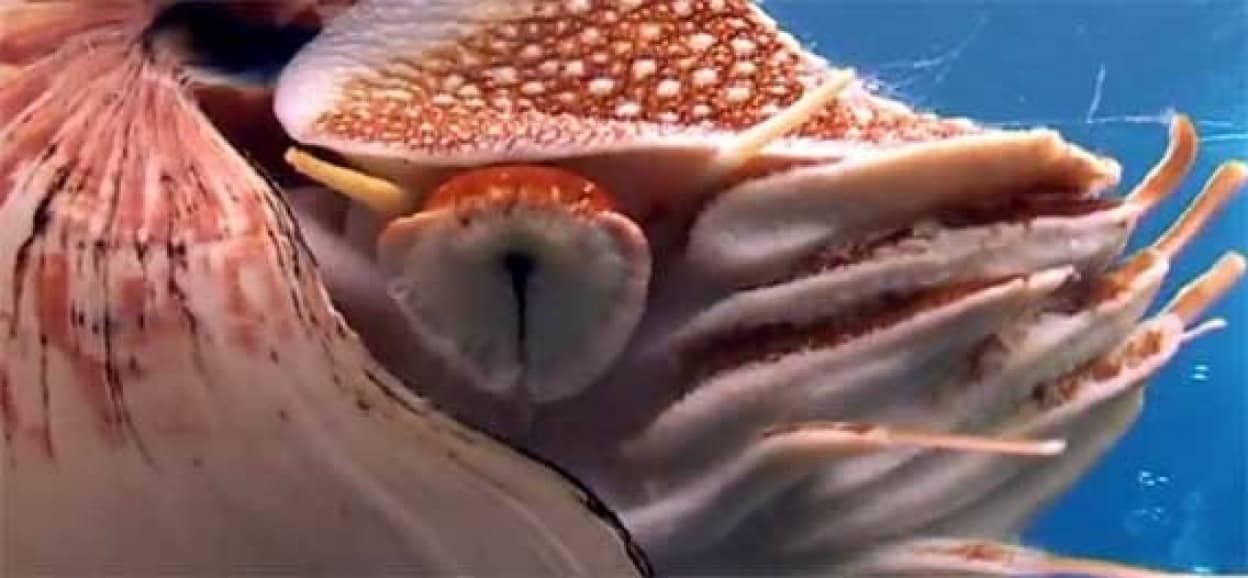 黄金比オウムガイ