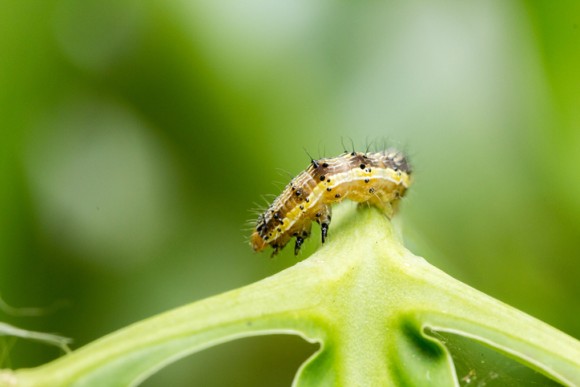 悪名高き2種の害虫がハイブリッド化 メガ害虫となり力を強めていることが判明 オーストラリア研究 昆虫出演中 カラパイア