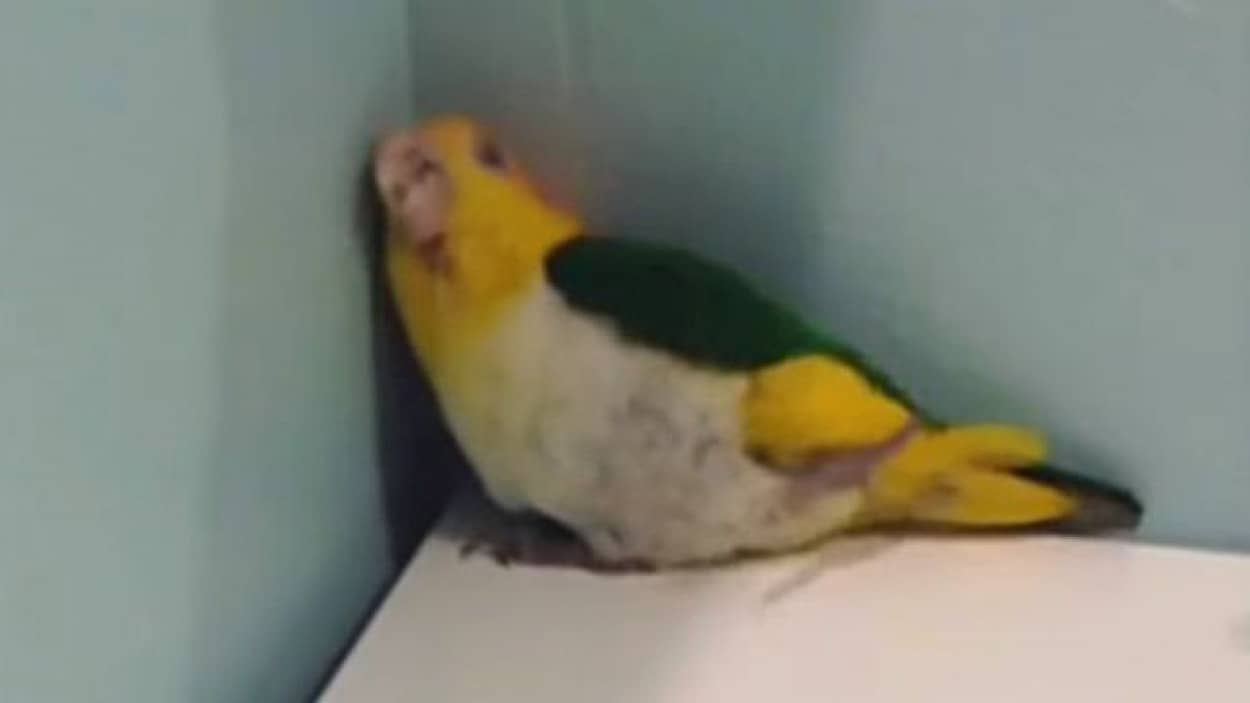 ココが気になるぅ 気になるの すみっこから離れがたいシロハラインコ カラパイア ココが気になるぅ 気になるの すみっこから離れがたいシロハラインコ カラパイア