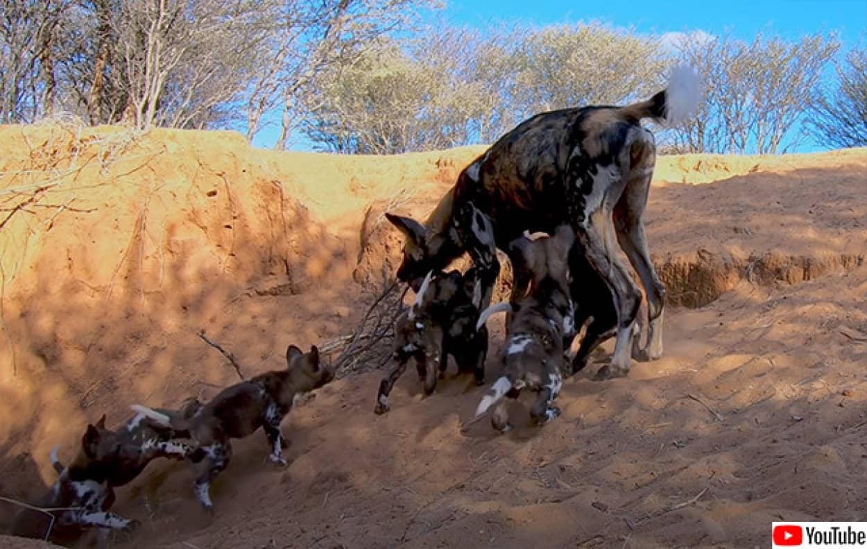 リカオンが子供たちに餌を与える貴重な映像