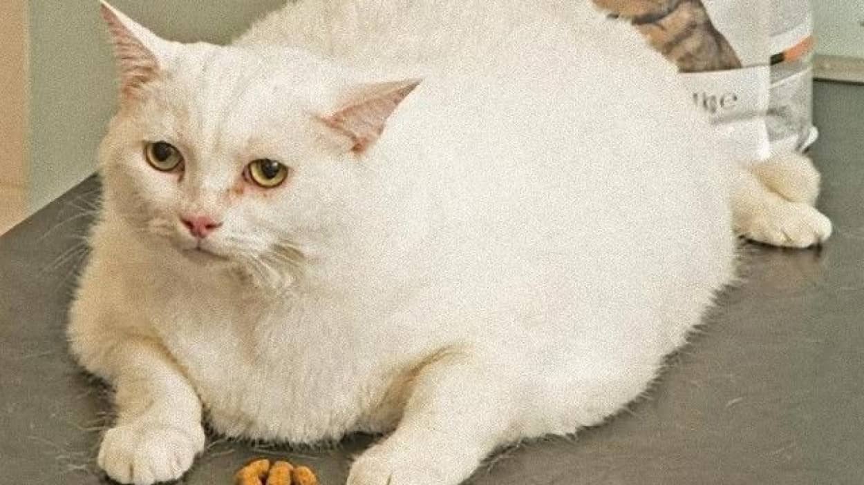 揃いも揃ったり 世界のおでぶなにゃんころりん画像集 カラパイア