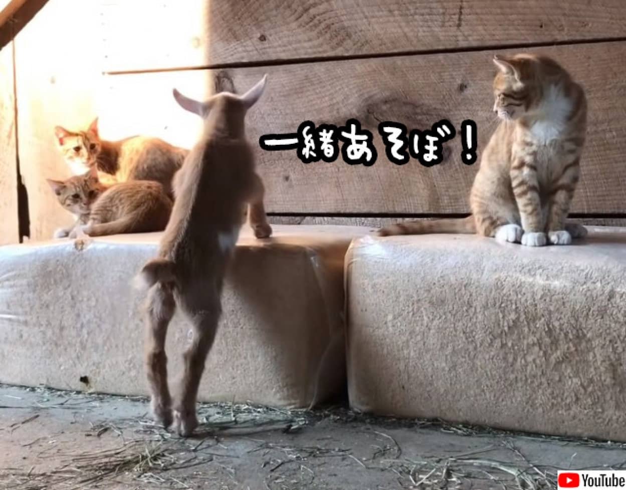 生まれたばかりの子ヤギが初めて猫と遭遇。友達になりたくて近づいてきた