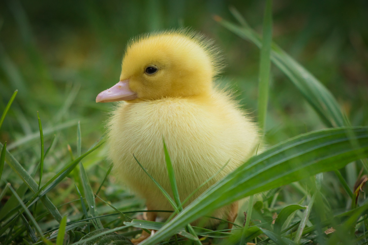 iStock-943688318