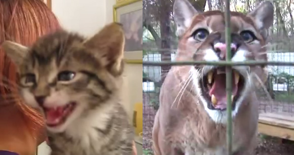子猫の ミャーォ とピューマの ワーォ を聞き比べてみるの会 カラパイア 子猫の ミャーォ とピューマの ワーォ を聞き比べてみるの会 カラパイア