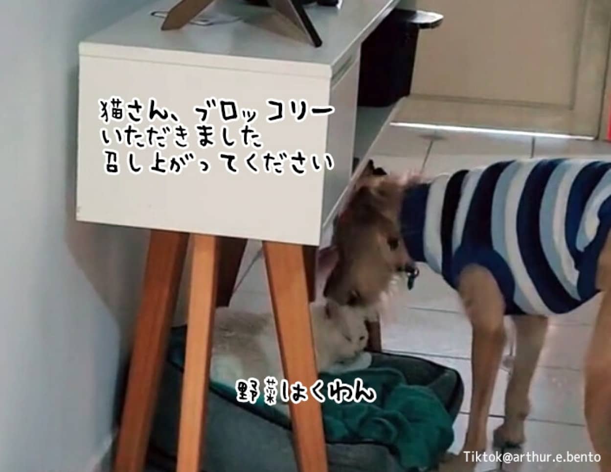 自分がもらった食べ物をすべて猫に差し出すやさしい犬