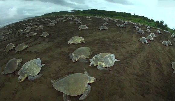 スパイカメラで撮影した圧巻のウミガメの出産映像