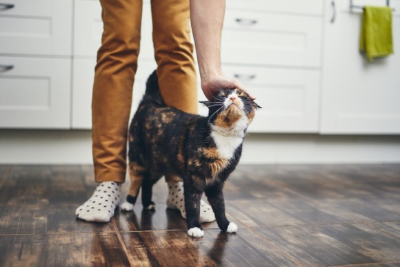 猫も犬同様、あるいはそれ以上に飼い主に強い愛着を持ち、深い絆でつながっていることが新たなる研究で明らかに（米研究）